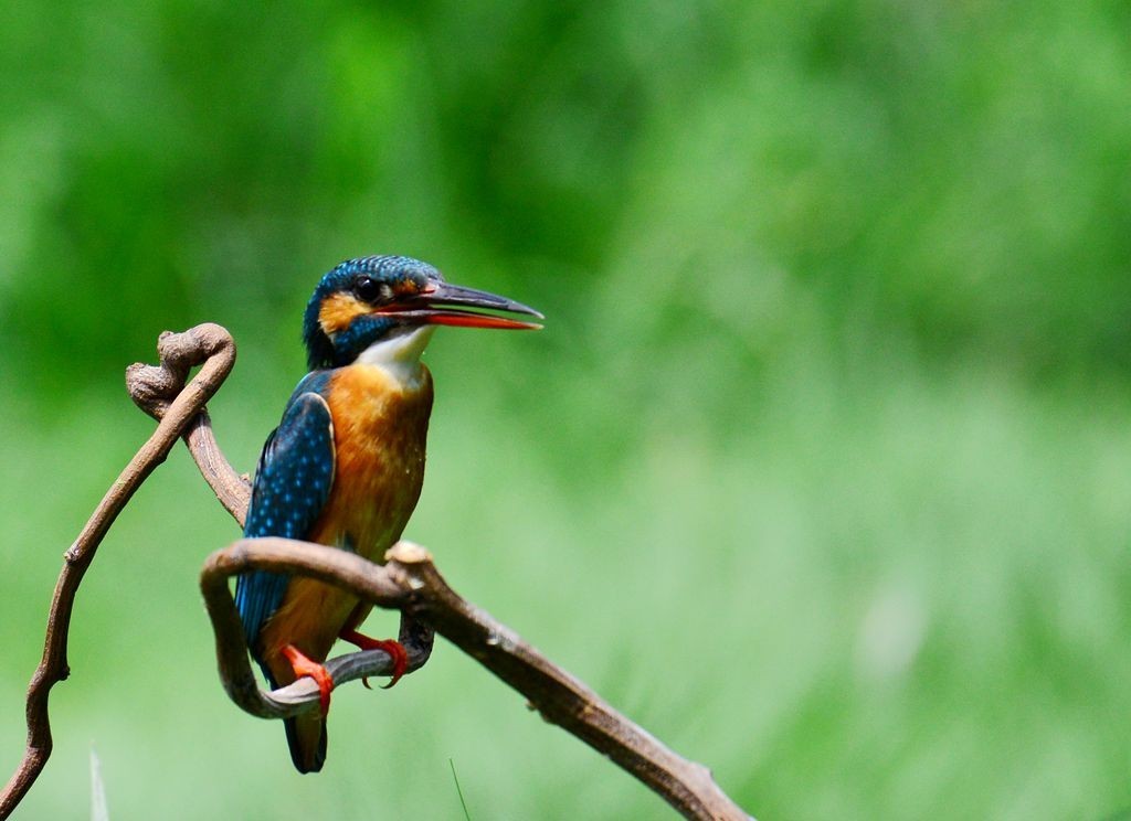 潍坊百鸟园随拍