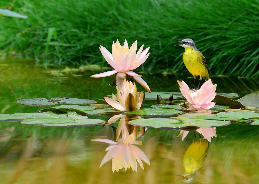 潍坊百鸟园随拍