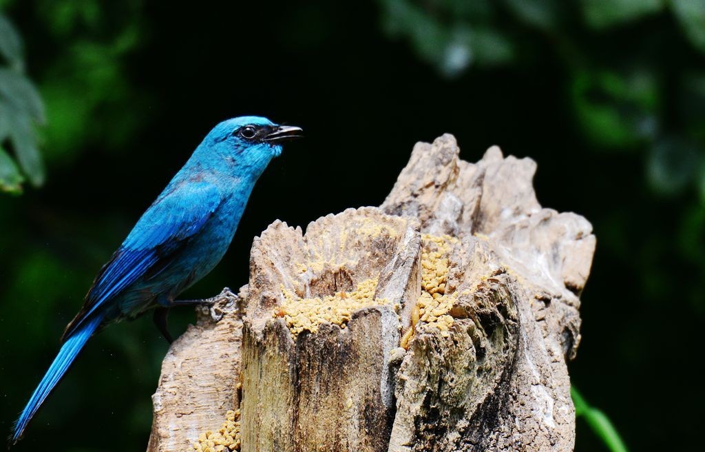 潍坊百鸟园随拍