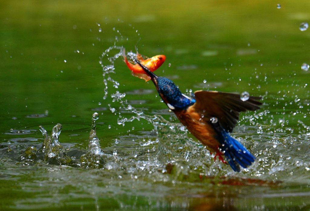 潍坊百鸟园随拍