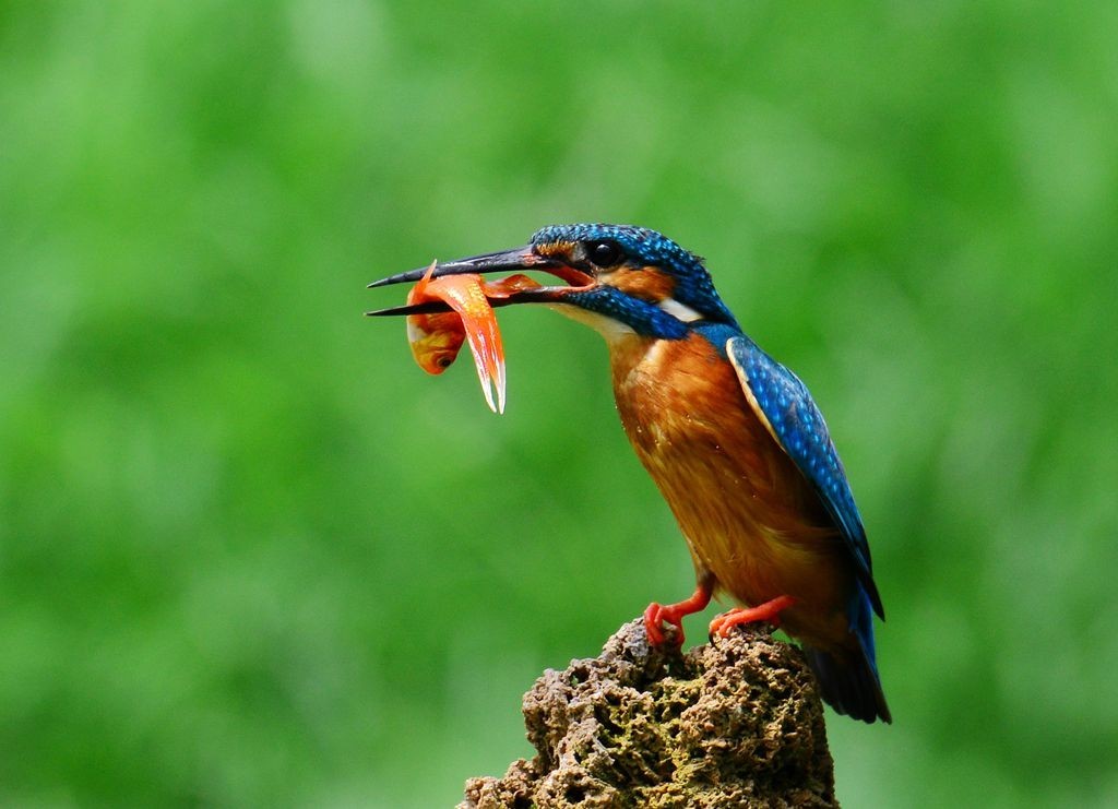 潍坊百鸟园随拍