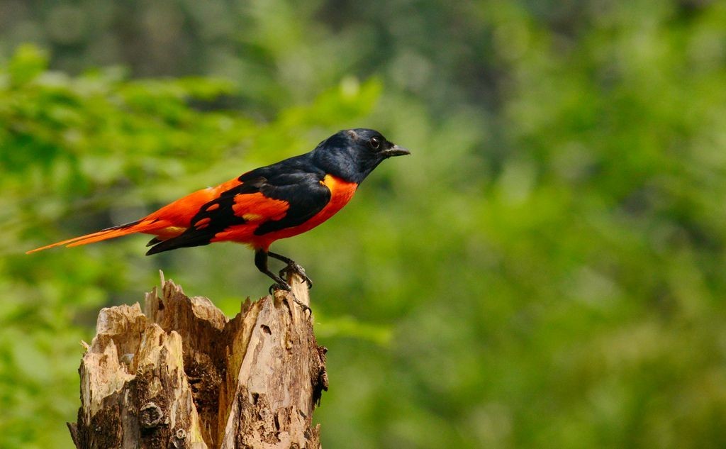 潍坊百鸟园随拍