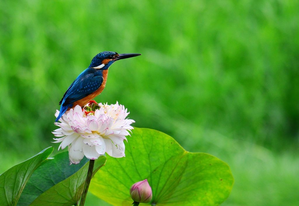 潍坊百鸟园随拍