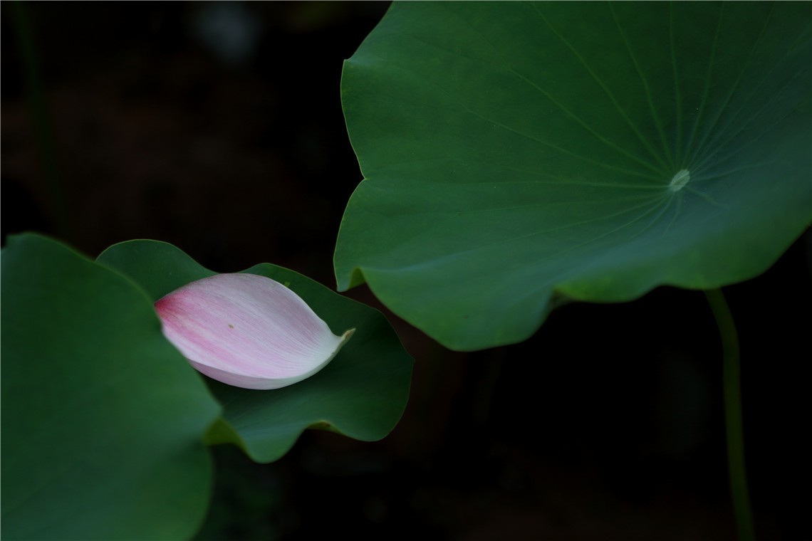 荷花6-2