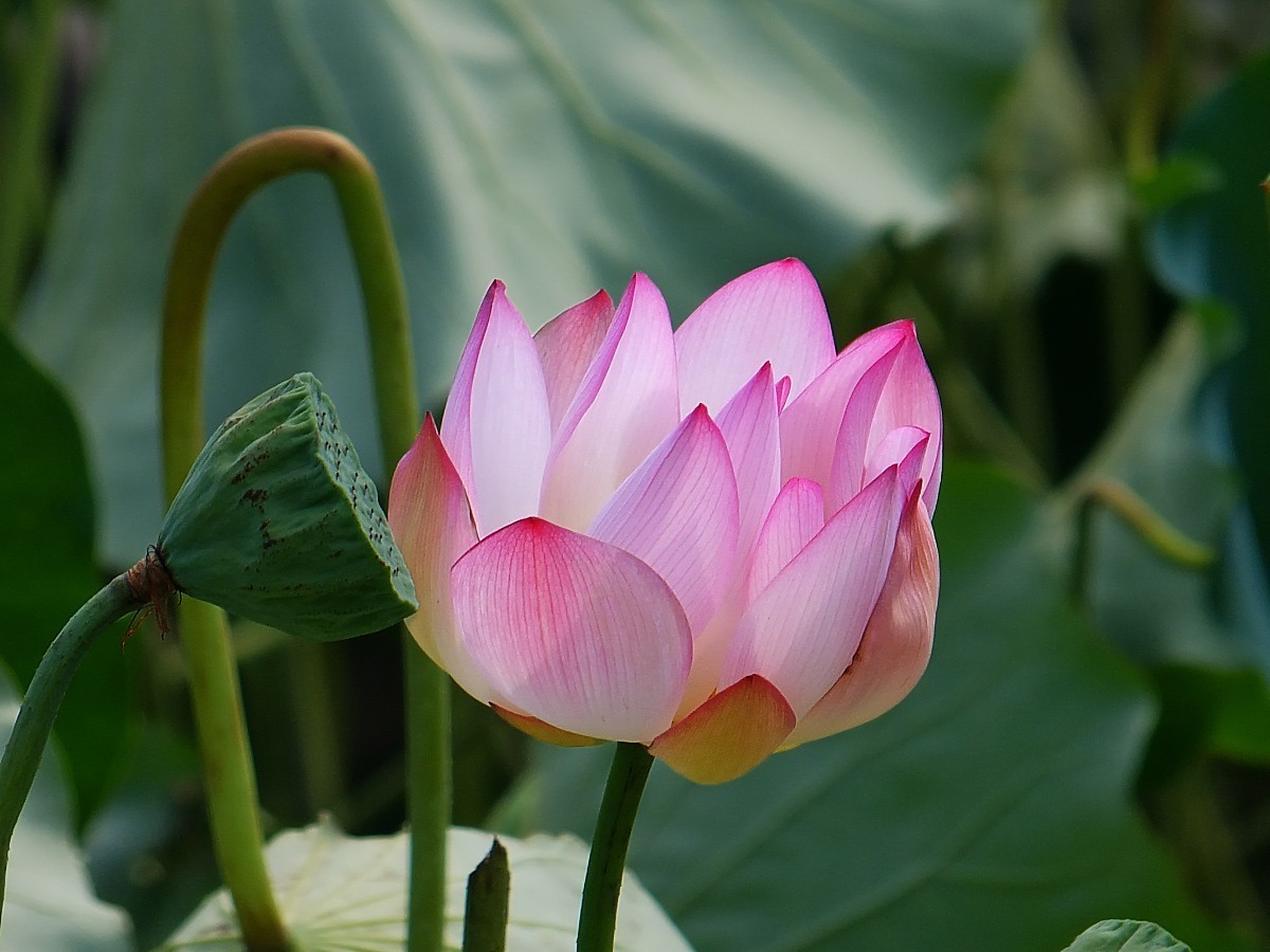 台风摧袭后的荷花
