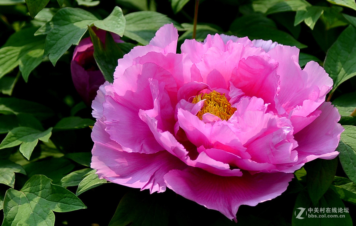 红色的牡丹花真漂亮2016011