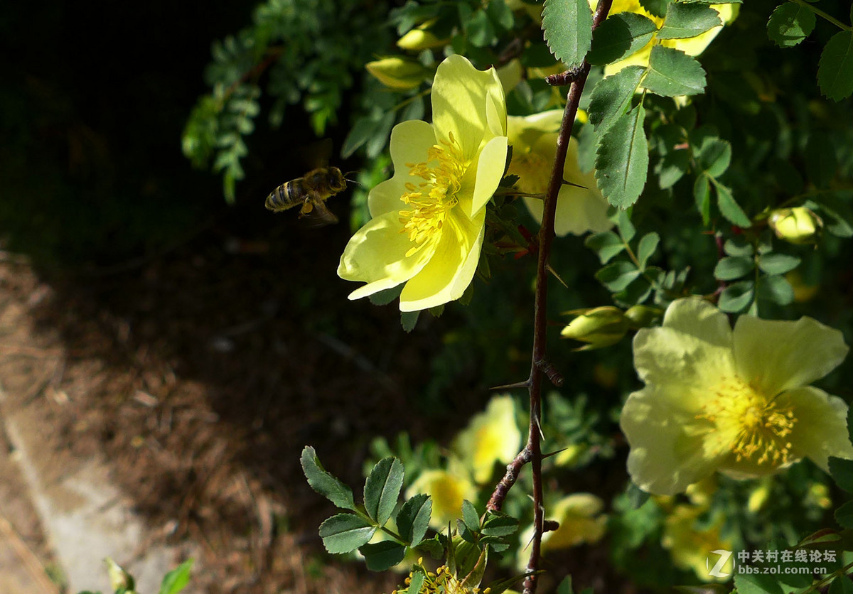 #ZOL月赛-四月物语# 蜂花正茂