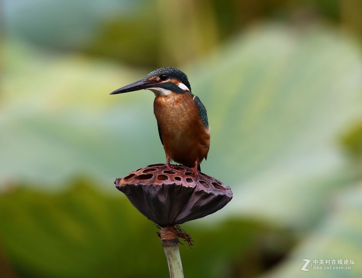 腾龙150-600二代试镜(手持)