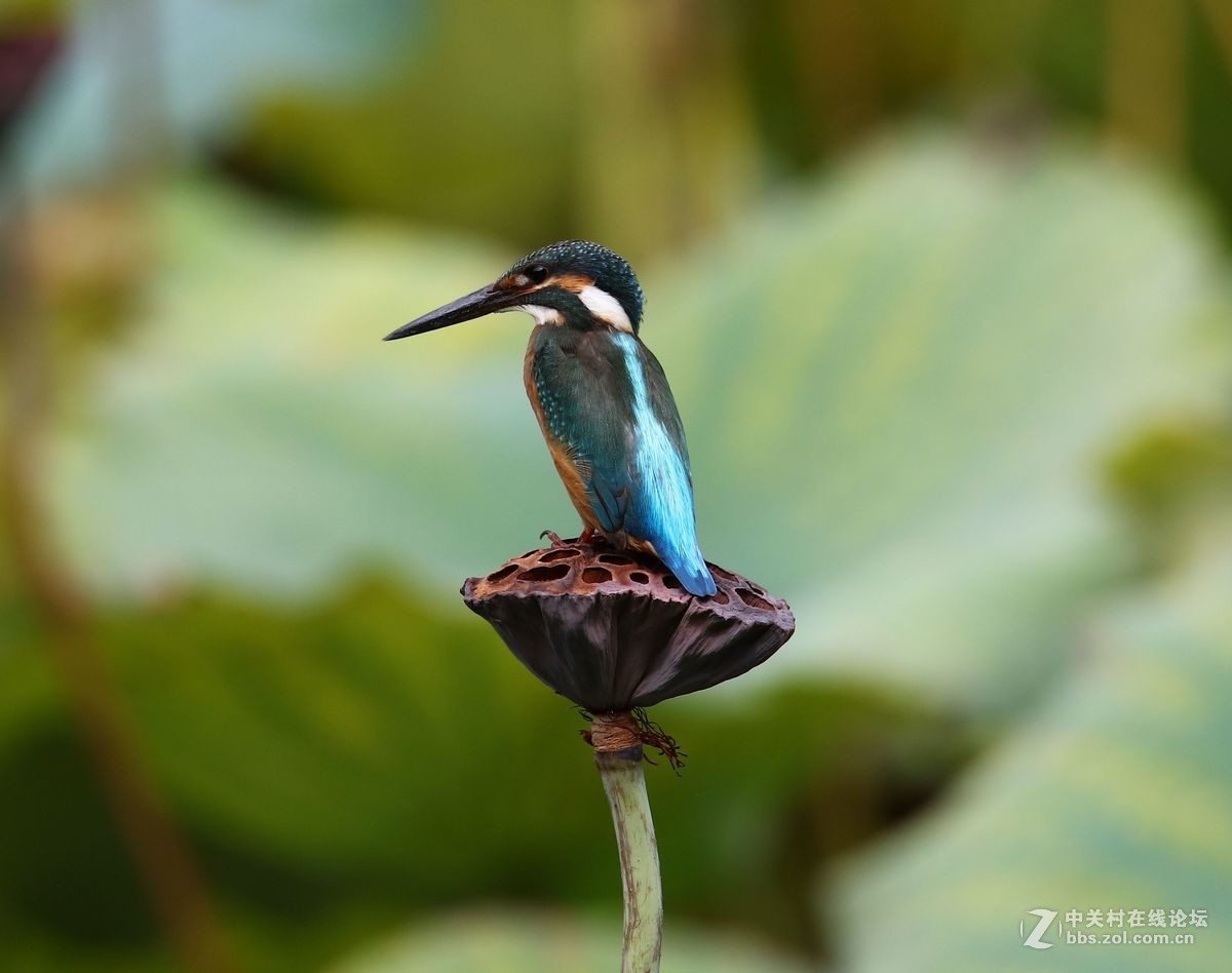 腾龙150-600二代试镜(手持)