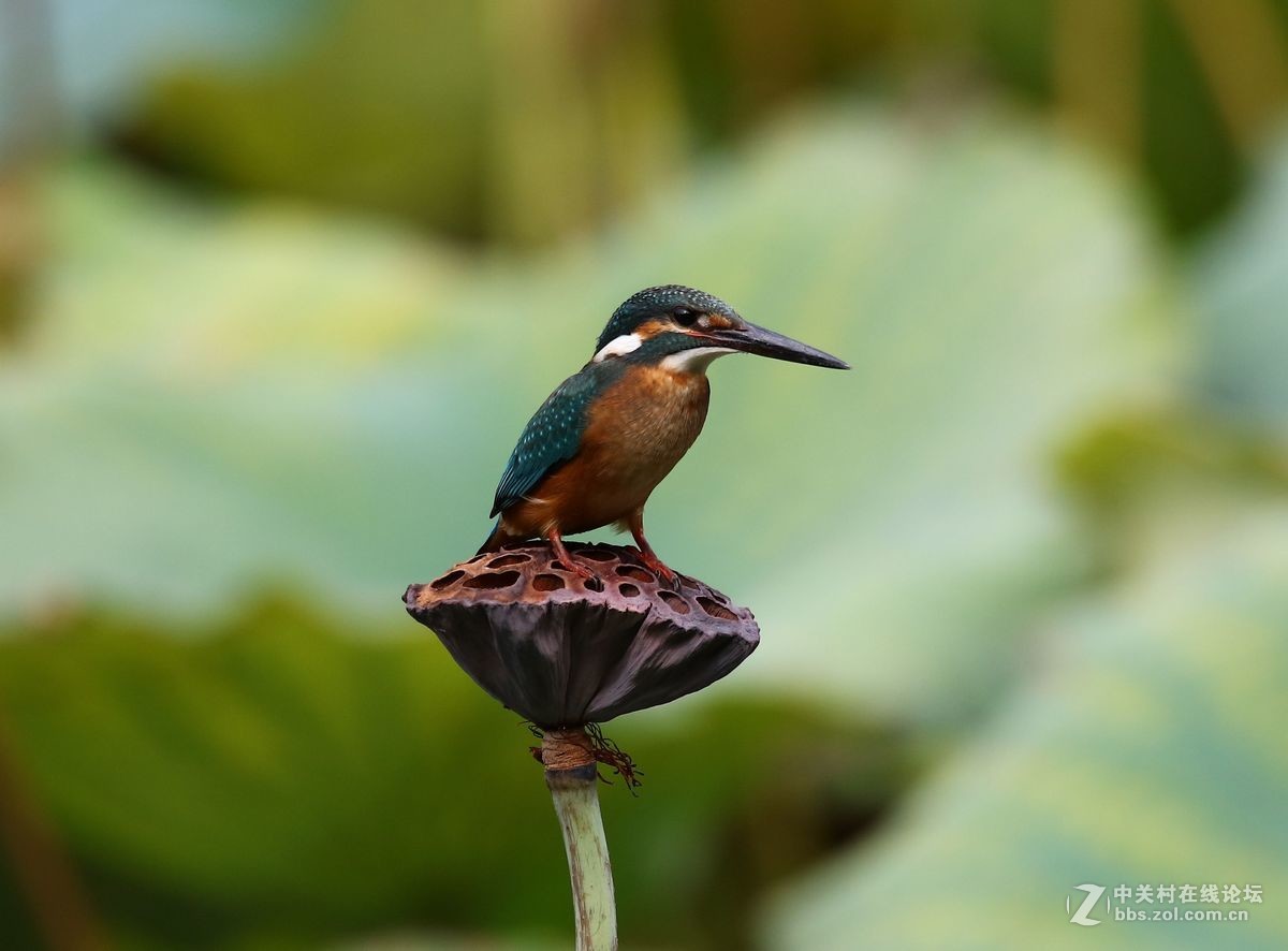 腾龙150-600二代试镜(手持)