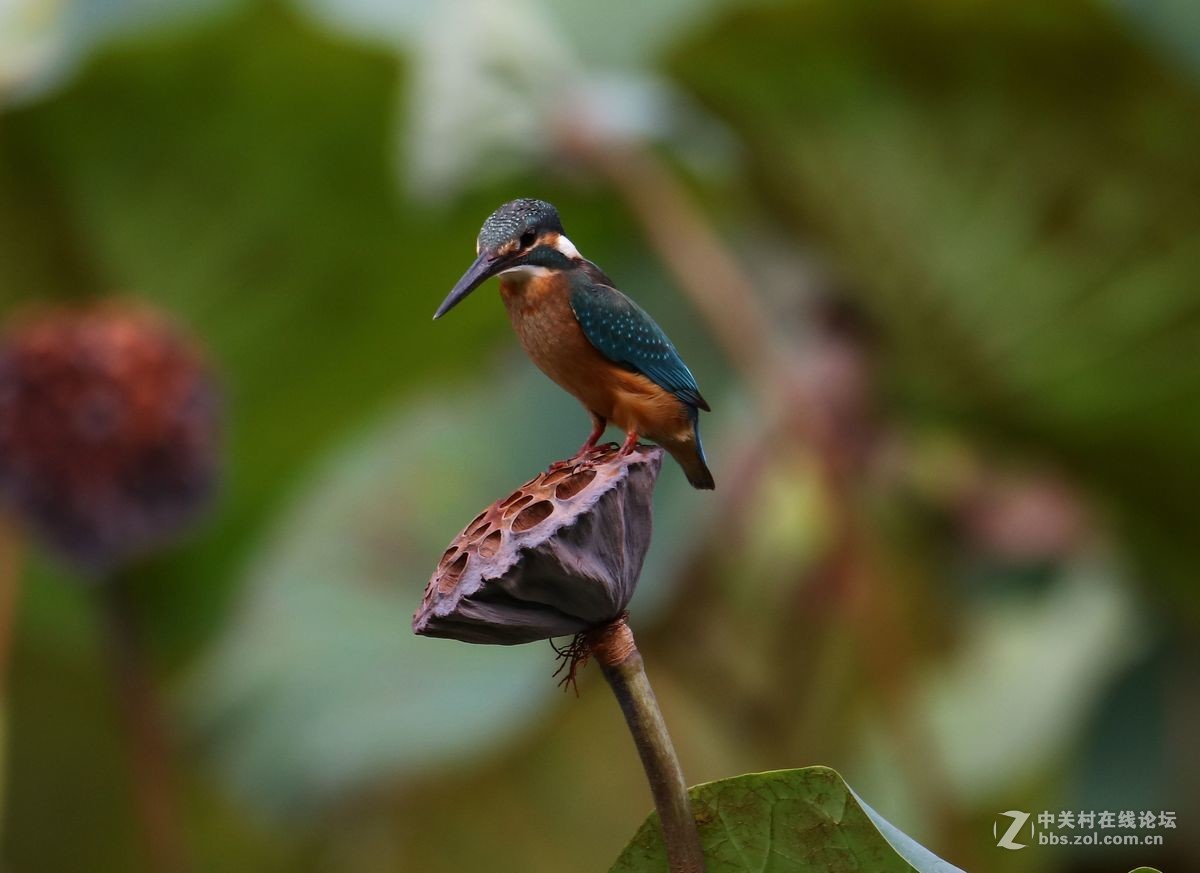 腾龙150-600二代试镜(手持)