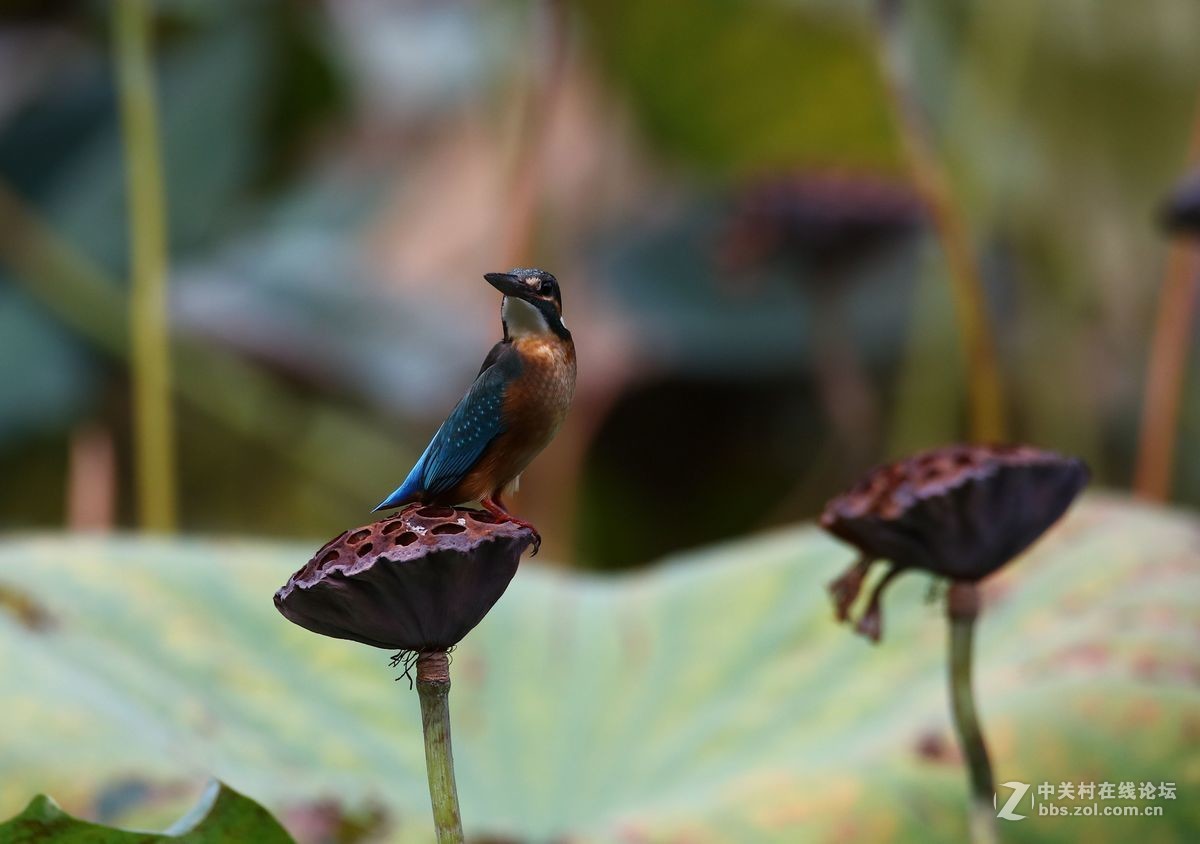 腾龙150-600二代试镜(手持)