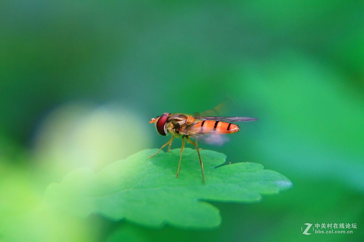加镜头桶拍的微距