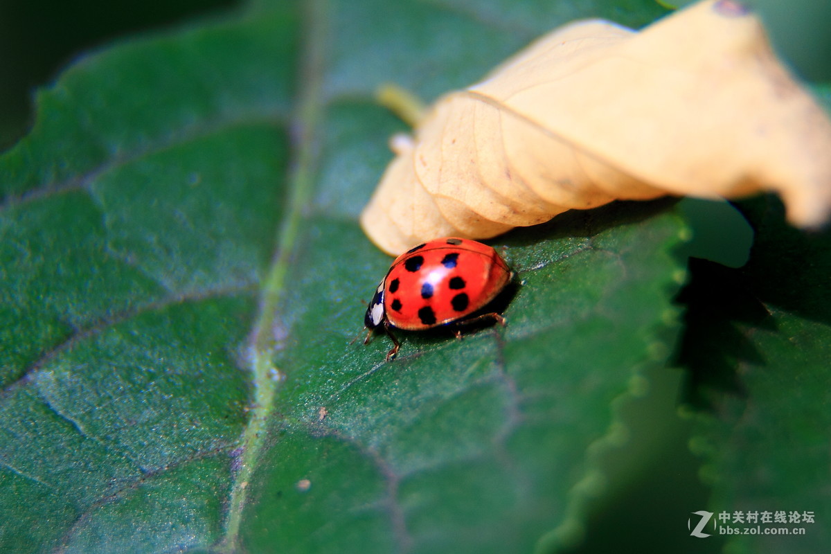 加镜头桶拍的微距