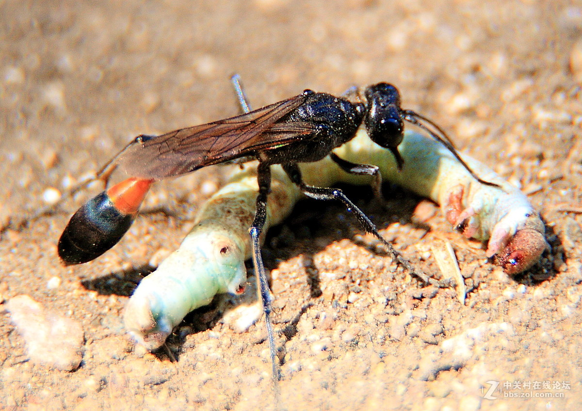 加镜头桶拍的微距