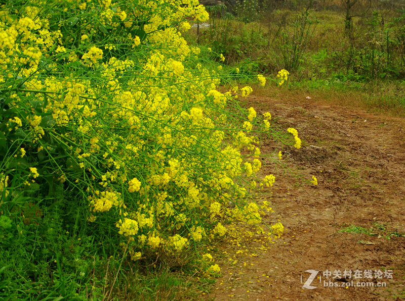 濯水土家族古镇