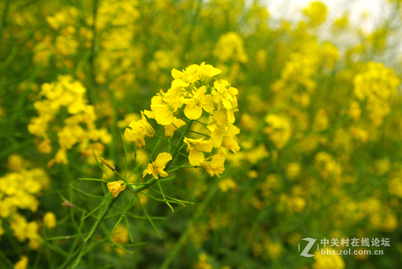 濯水土家族古镇