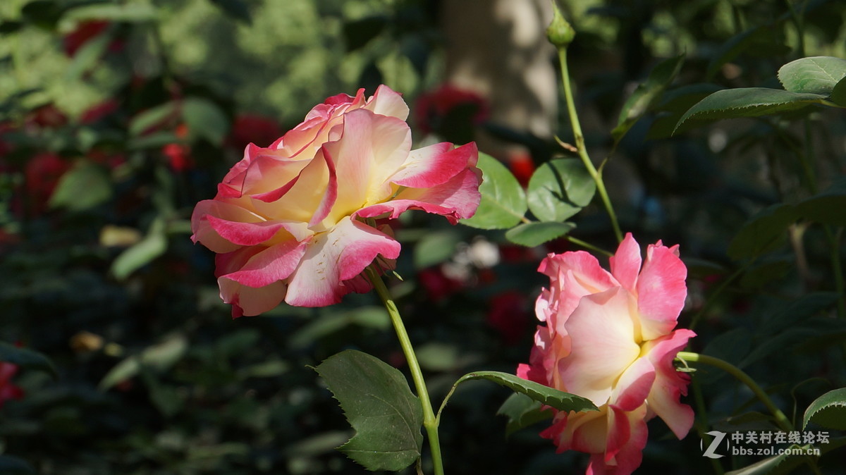 vg30eh套头拍摄 点测光 点对焦