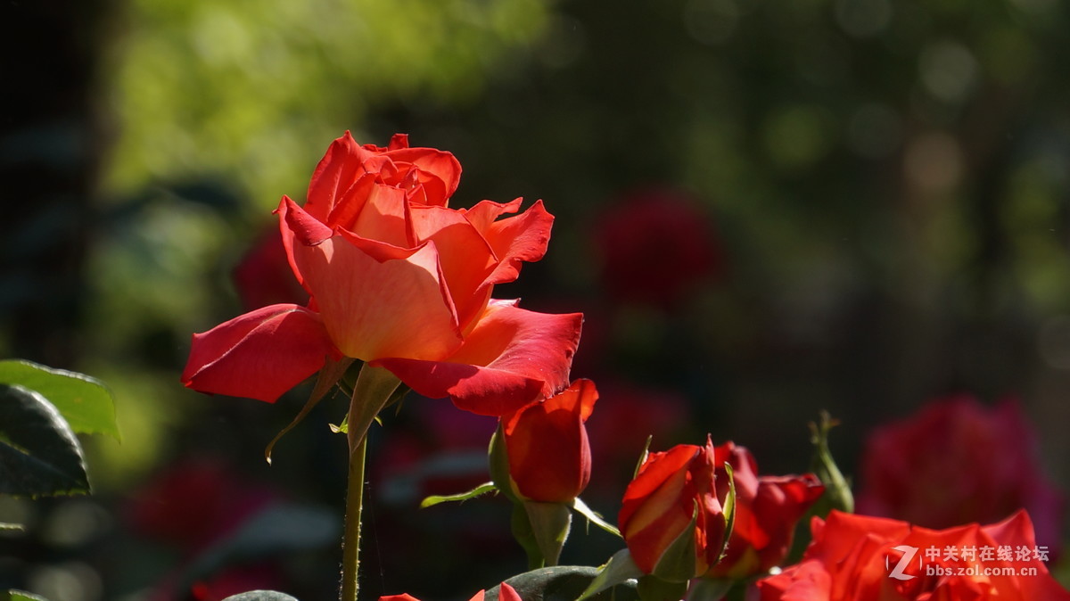 vg30eh套头拍摄 点测光 点对焦