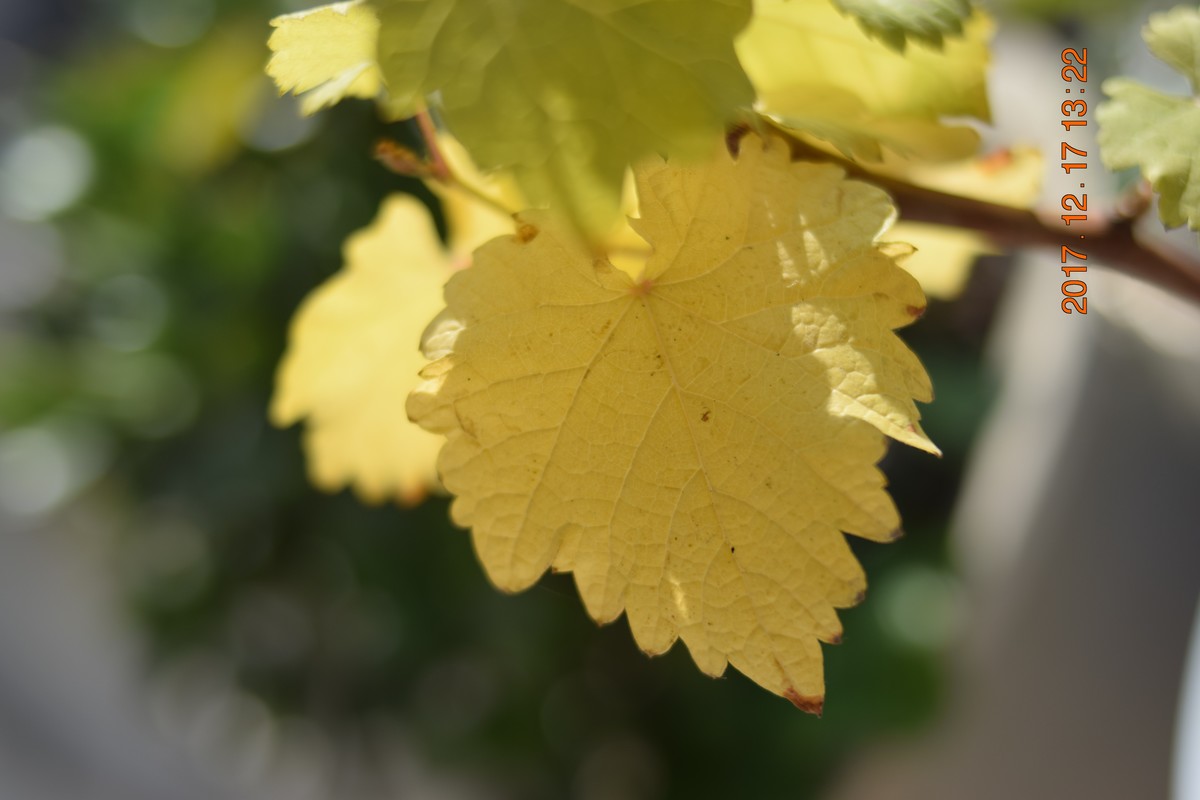 试机 随拍 直出无修改后期