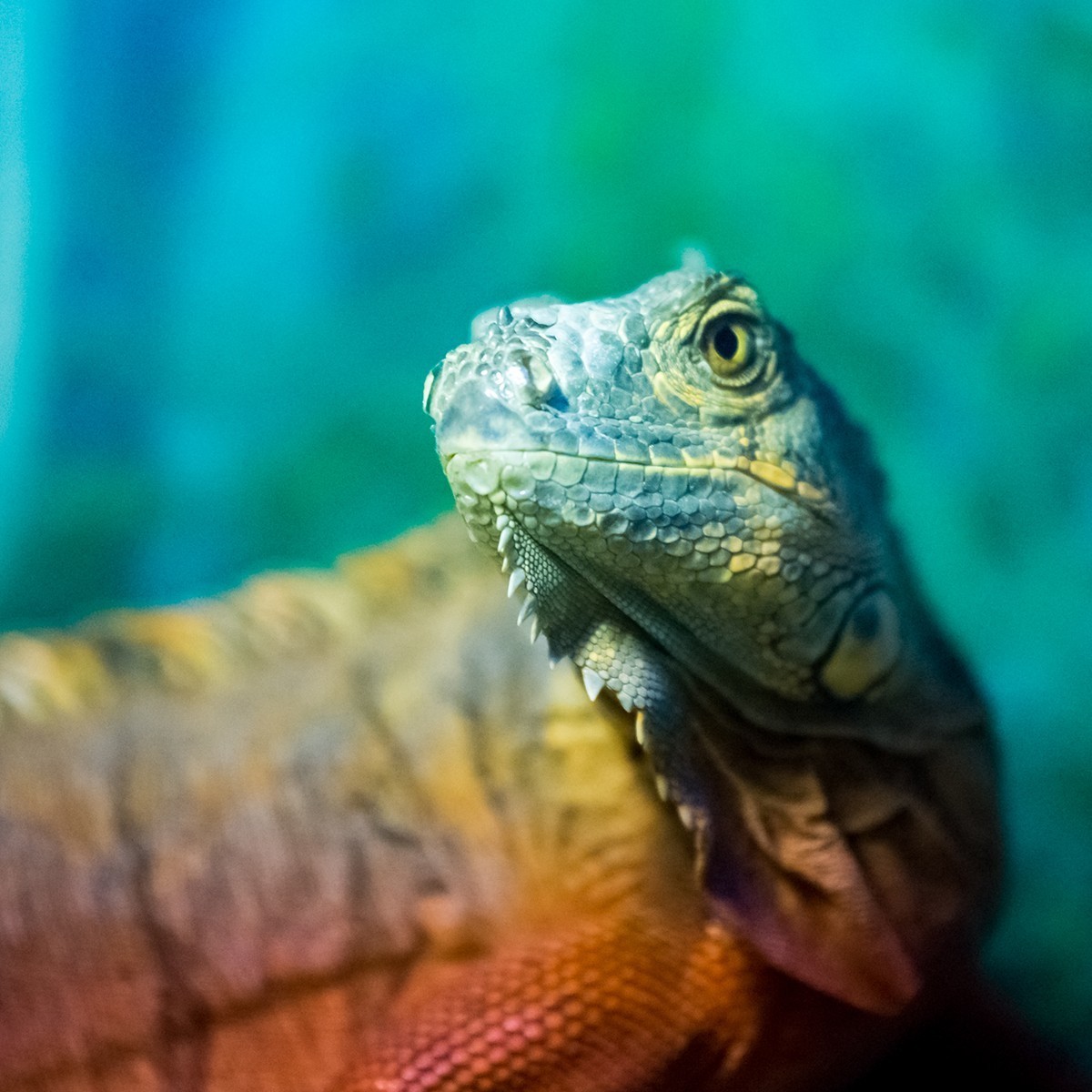 《爬行馆的小动物》