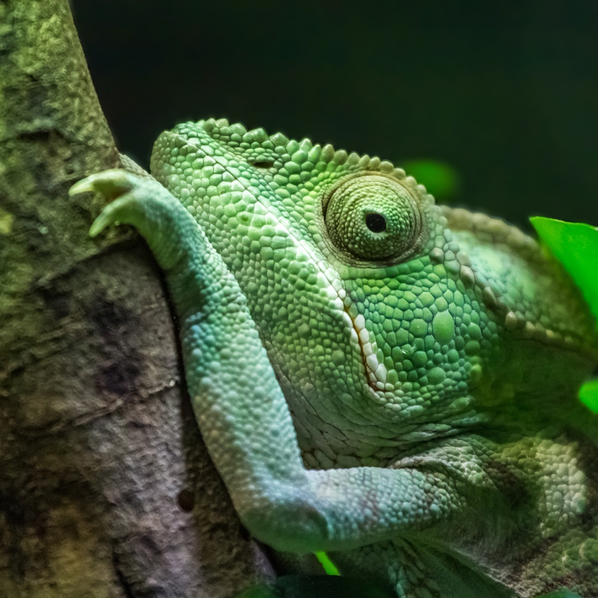 《爬行馆的小动物》