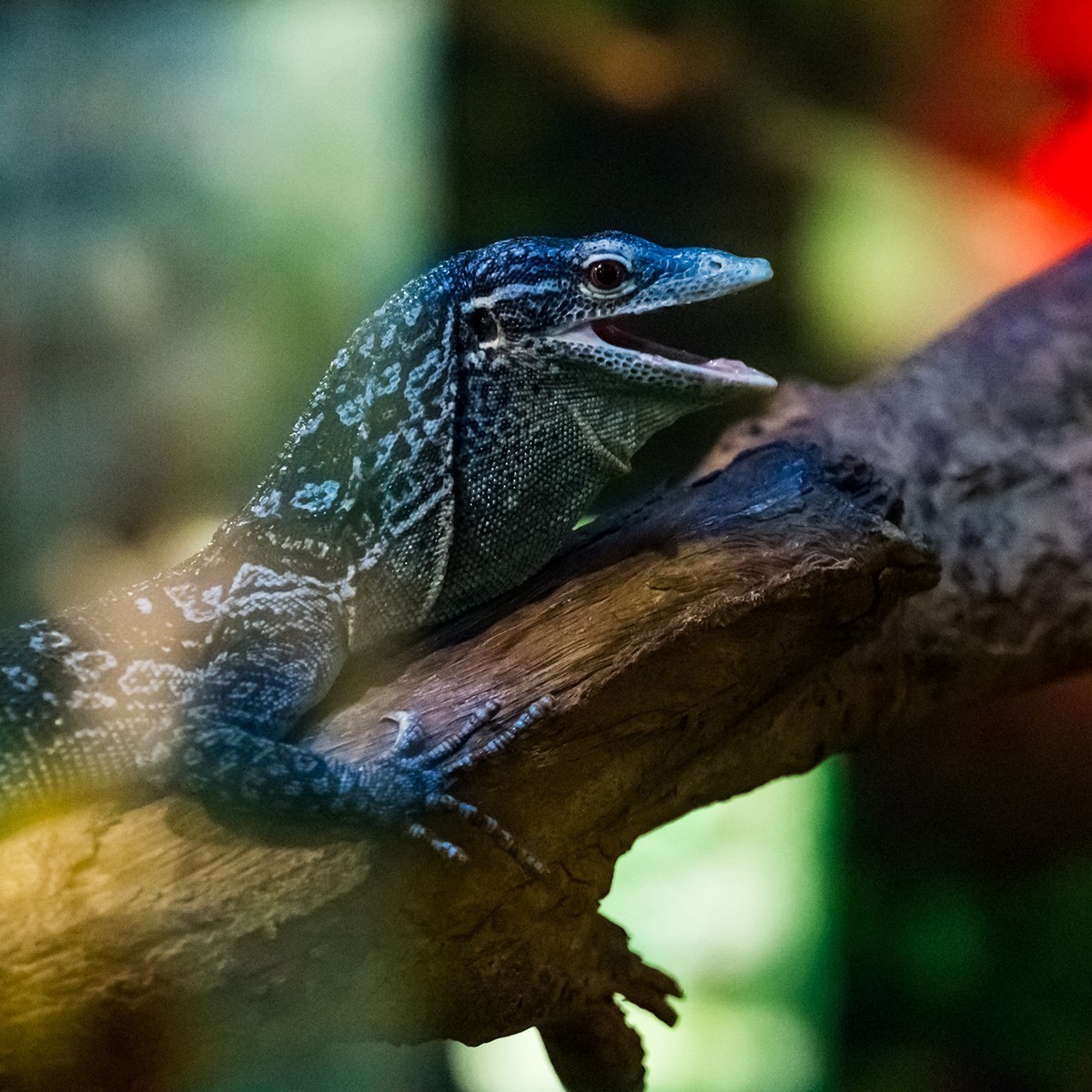 《爬行馆的小动物》