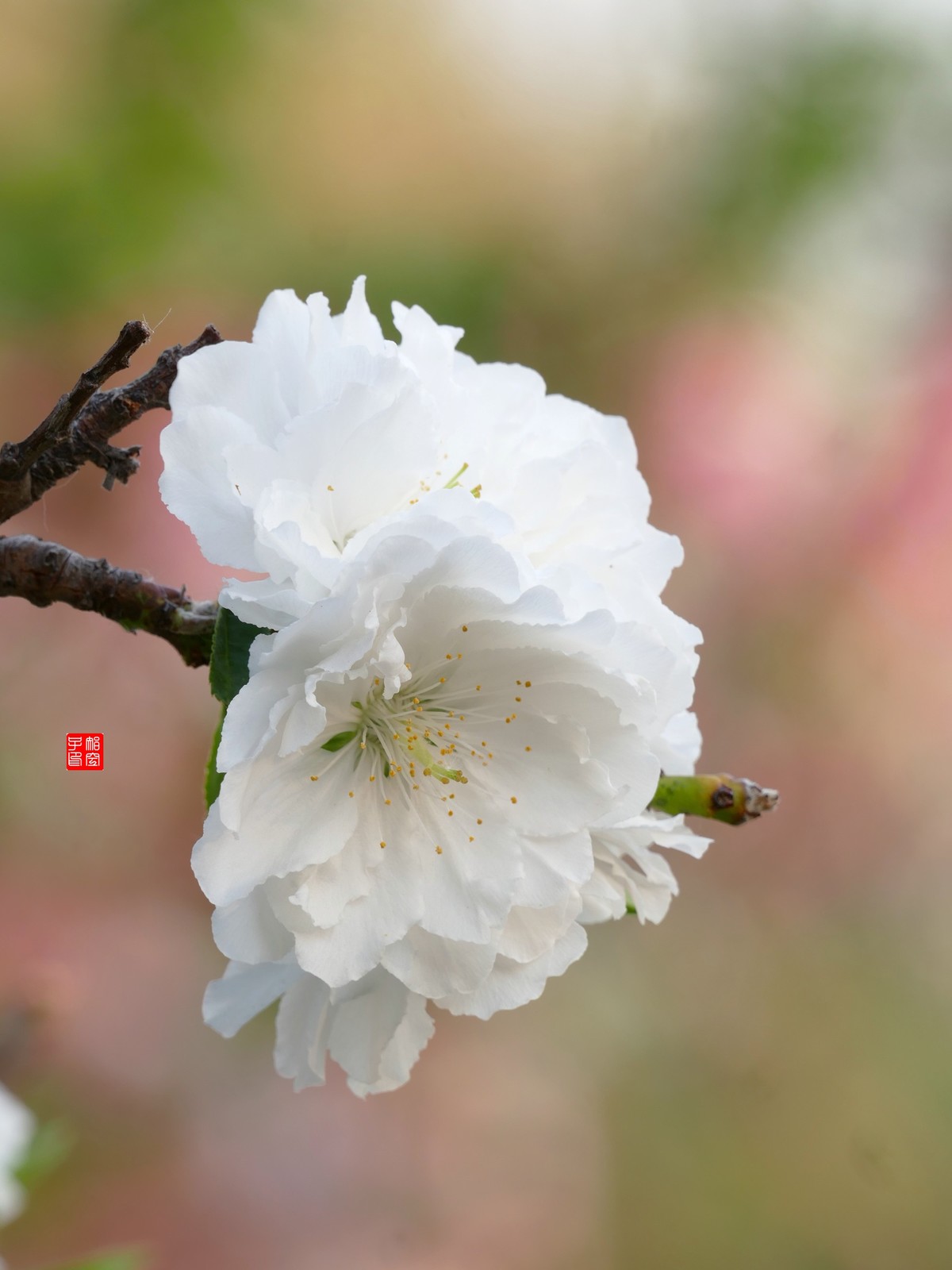 白碧桃不同背景的效果