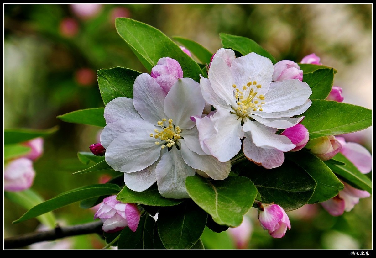 【西府海棠1】——卡片机拍摄