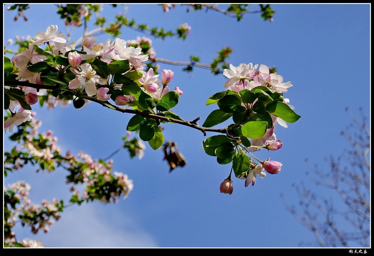 【西府海棠1】——卡片机拍摄