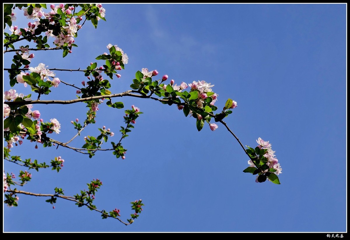 【西府海棠1】——卡片机拍摄