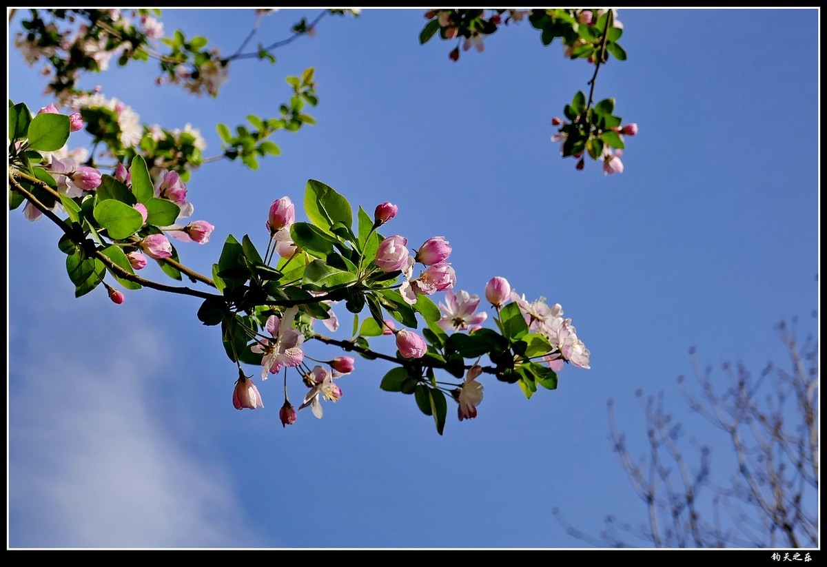 【西府海棠1】——卡片机拍摄