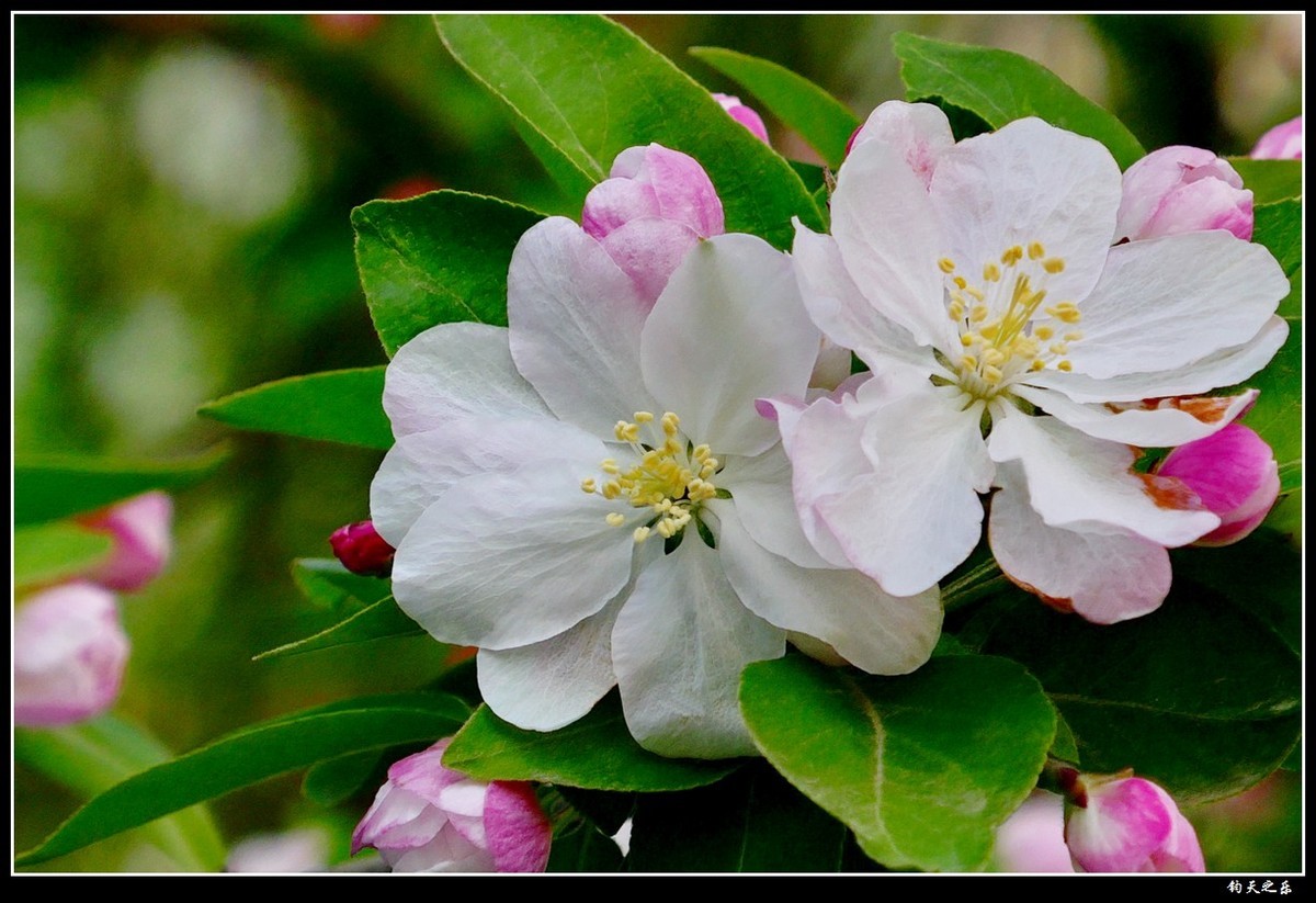 【西府海棠1】——卡片机拍摄