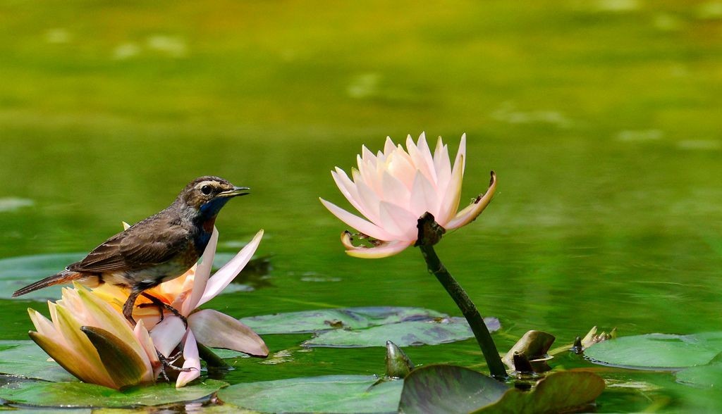 潍坊百鸟园随拍