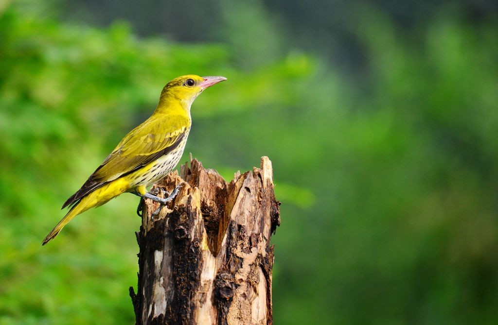 潍坊百鸟园随拍