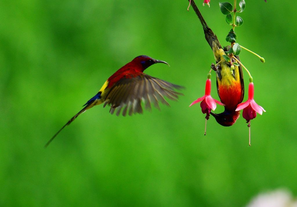 潍坊百鸟园随拍
