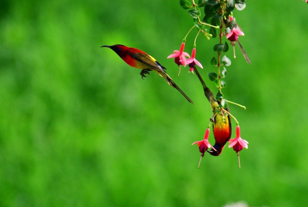 潍坊百鸟园随拍