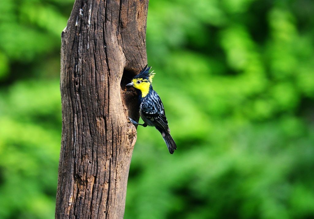 潍坊百鸟园随拍