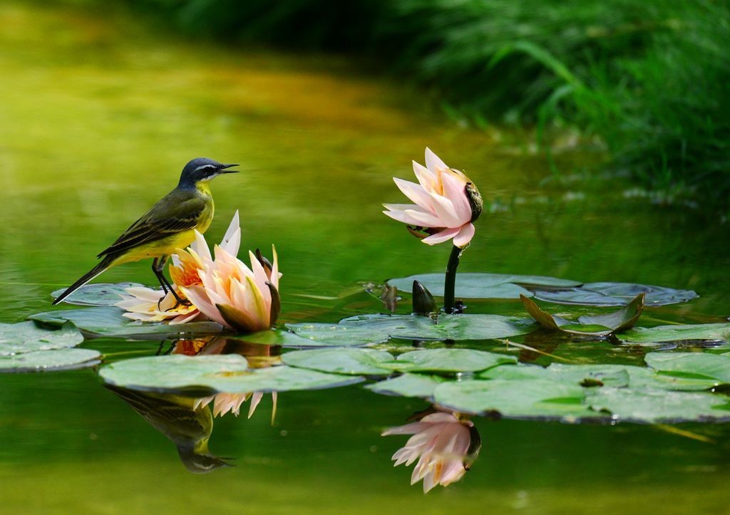 潍坊百鸟园随拍