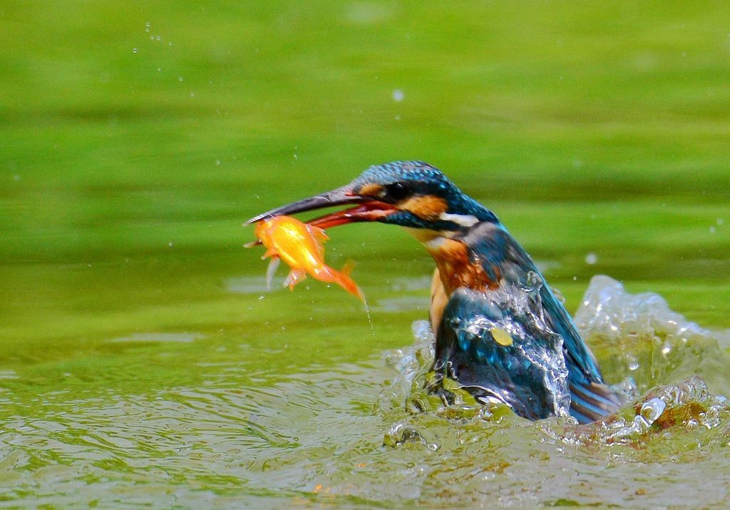 潍坊百鸟园随拍