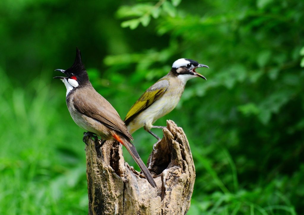 潍坊百鸟园随拍