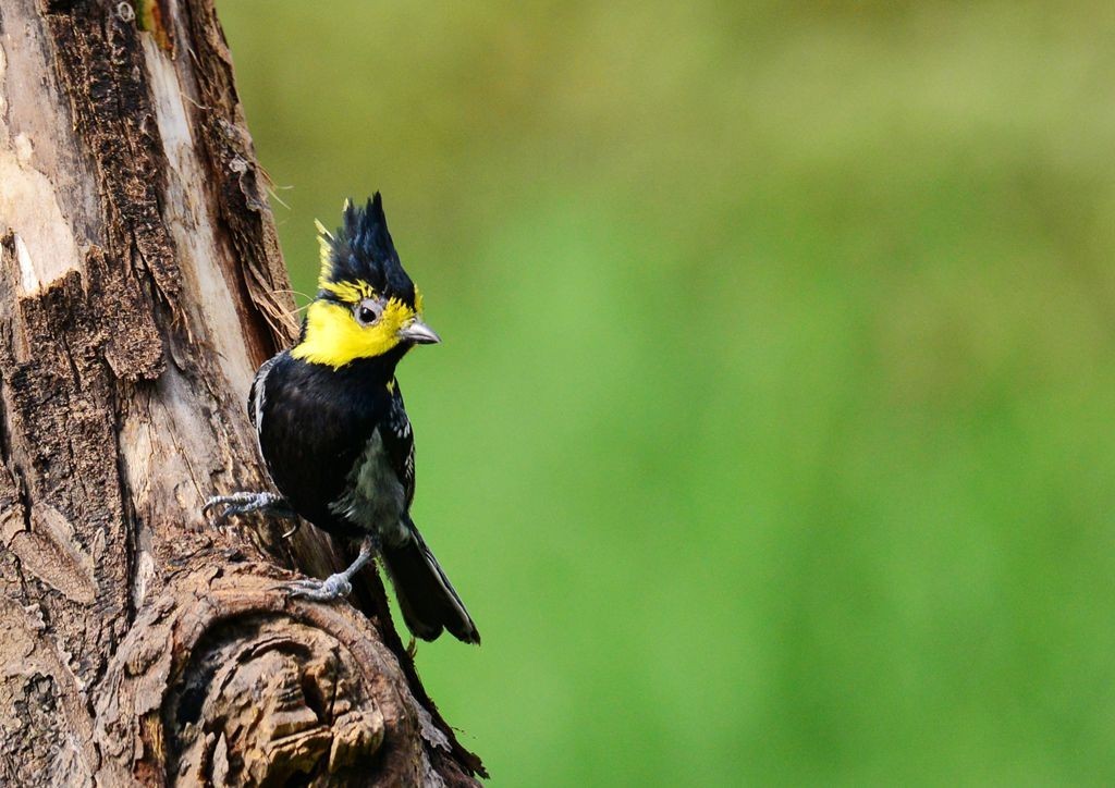 潍坊百鸟园随拍