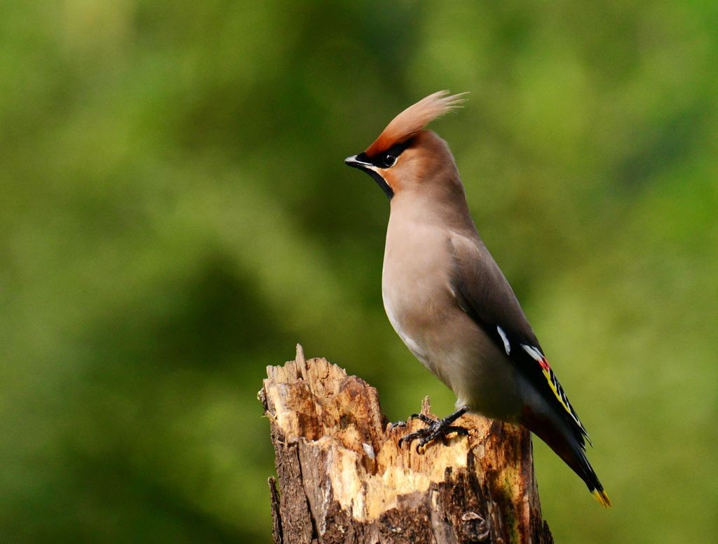 潍坊百鸟园随拍