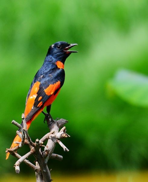 潍坊百鸟园随拍