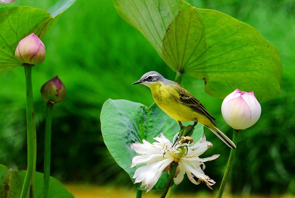 潍坊百鸟园随拍