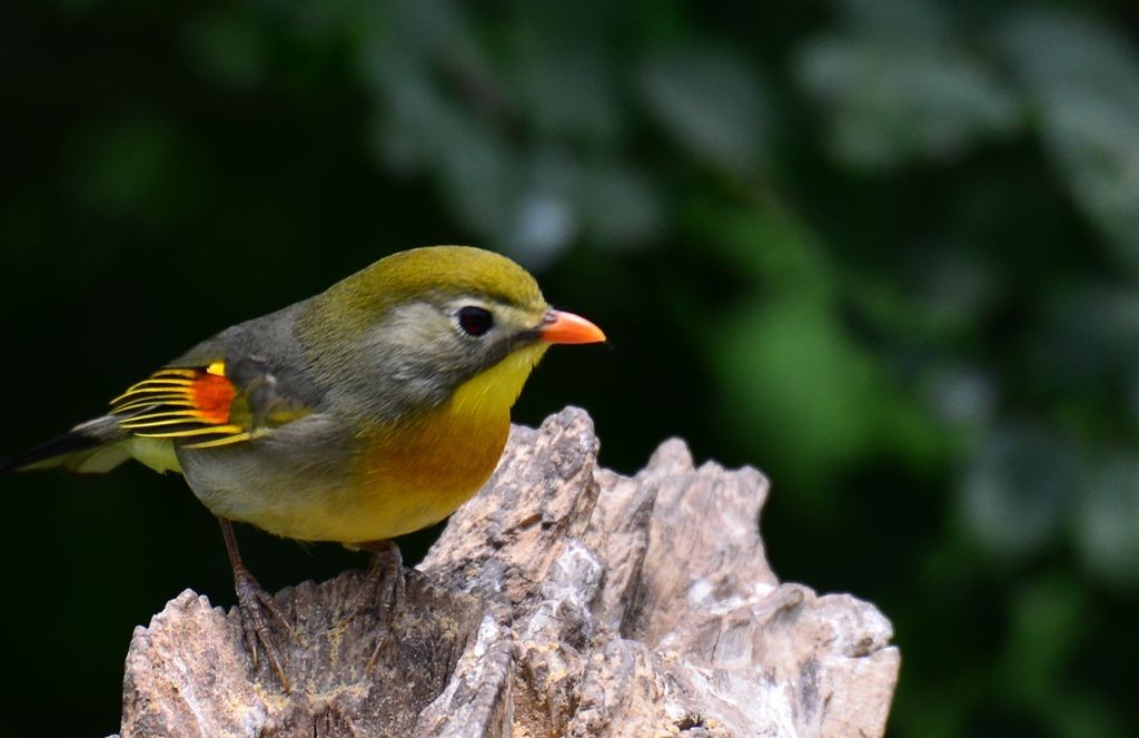潍坊百鸟园随拍