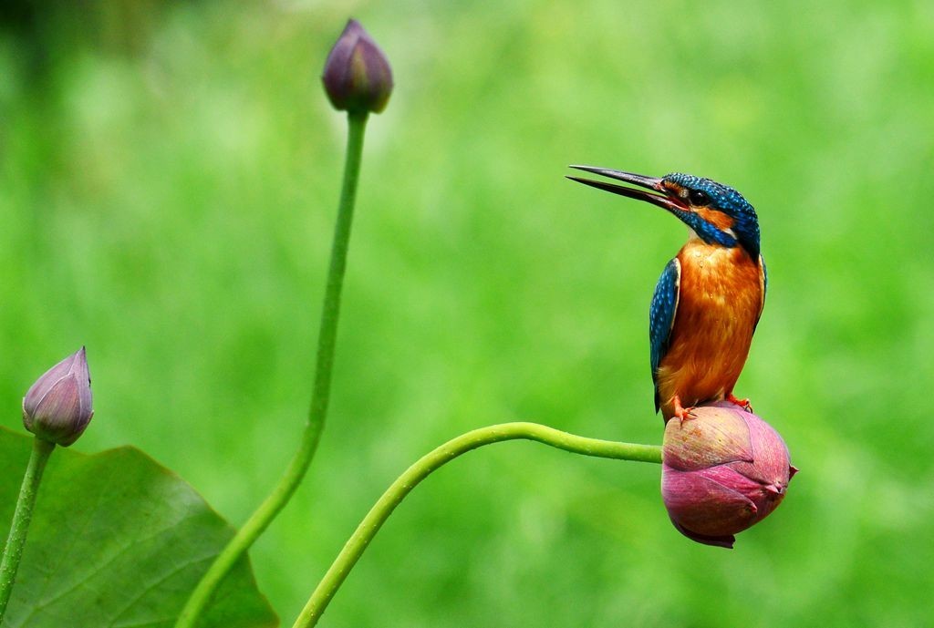 潍坊百鸟园随拍
