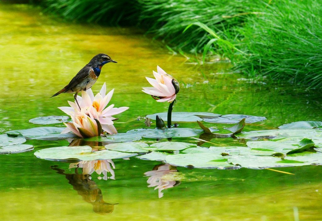 潍坊百鸟园随拍