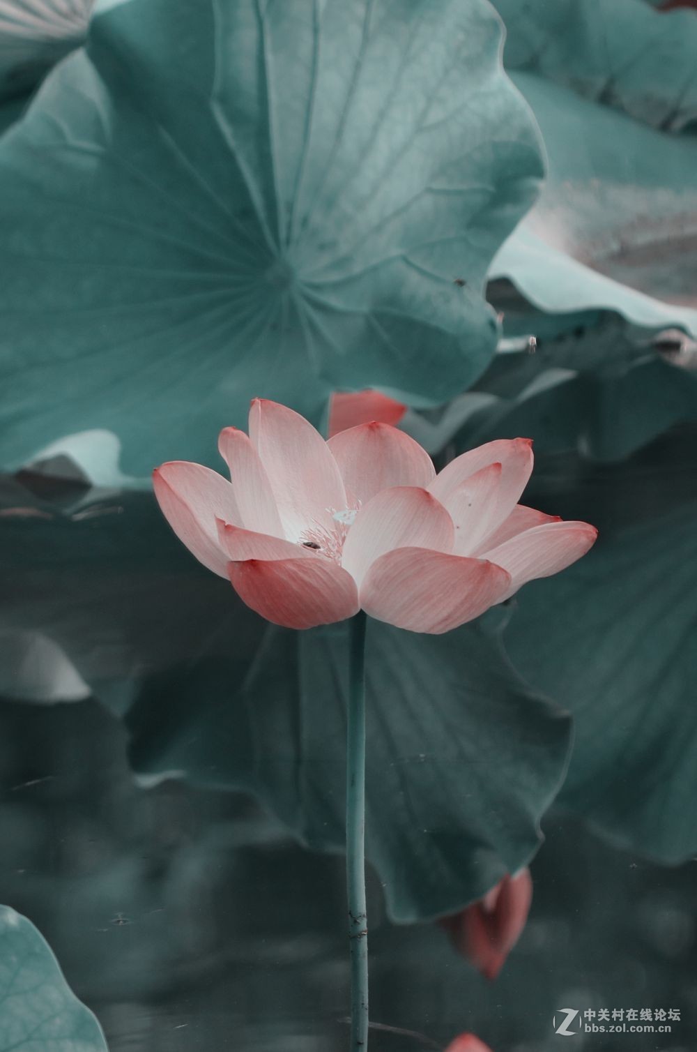 俺村的荷花