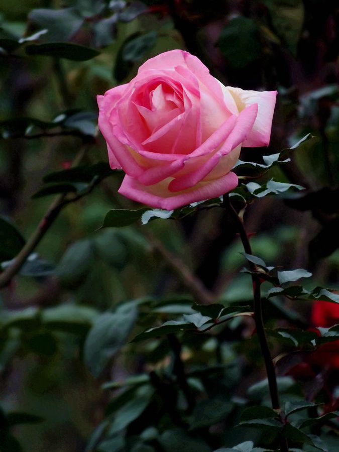 此花无日不春风月季